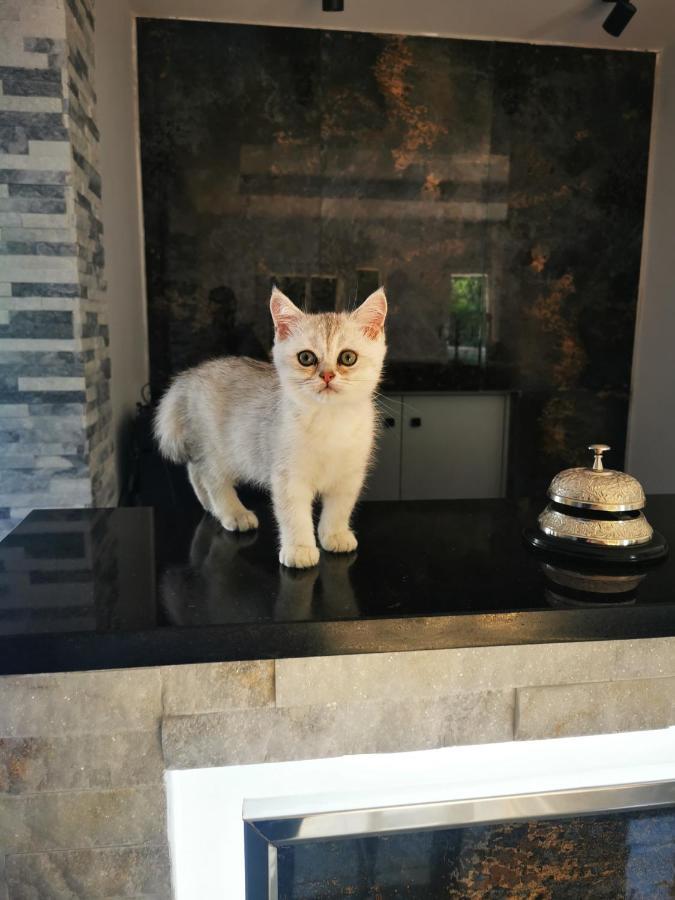 Doftana Apartaments Teşila Esterno foto
